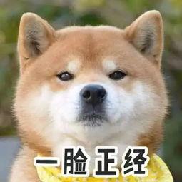 终极野狼模拟器2中文版 